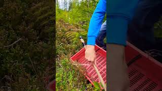 My special tools for picking berries harvesting cranberry lingonberry berryfarm fruit [upl. by Tikna]