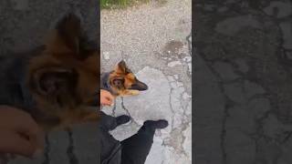 Ulka Chiot Berger Allemand marche au pied sans laisse  puppy germanshepherd gsd [upl. by Camilla775]