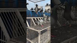 Trapping after flying pigeon pigeonfan bird racingpigeons pigeontraining pigeontrap trapdoor [upl. by Barraza]