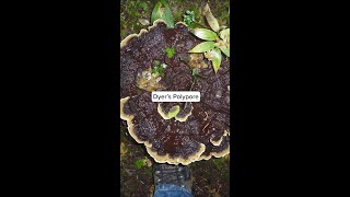 Paul Stamets finds Dyer’s Polypore [upl. by Shapiro]