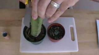 How to graft lophophora peyote part1 [upl. by Rodman927]