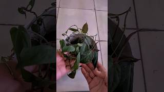 propagation box for philodendron micans gardeningvideos youtubeshorts [upl. by Lein]