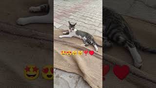 comedy prank memes shots funny shortvideo army bhai trending cat [upl. by Ruhnke]