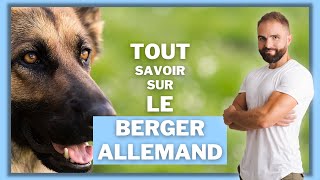 Race de chien Berger Allemand  caractère dressage comportement santé de ce chien de race [upl. by Evaleen17]