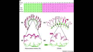 Chapter 4 Innate Immunity [upl. by Annamarie]