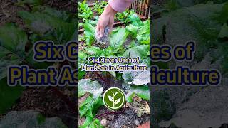 Six clever uses of plant Ash in agriculture shortvideo garden youtubeshorts farming viralvideo [upl. by Eah329]