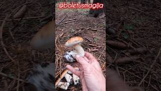 PorcinoCepBoletSteinpilze shorts new nature trending forest foryou wood pilze mushroom [upl. by Yklam99]