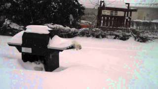 Wheaten Terrier Loves the Snow [upl. by Claudine219]