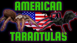 Top 5 AMERICAN Tarantulas Biggest Spiders in the USA [upl. by Yttisahc]