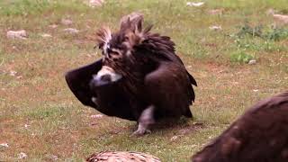 Eurasian Black Vulture Aegypius monachus aggresive walk [upl. by Anaidni]