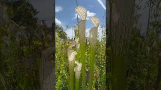 Sarracenia Leucophylla white pitchers plant garden nature flowers [upl. by Carlyn]