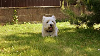 West Highland White Terrier Westie Bobby Too much sun for a small dog [upl. by Gannie]