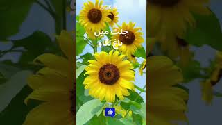 Jannat  Jannat Me Bagh Lagao Hadees islamicreels trendingshorts foryou viral [upl. by Nonie]