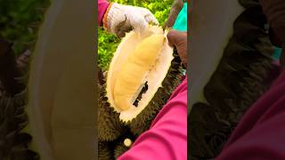 100 Monthong Of ThaiLand Is The Best harvesting durian jackfruit fruitcutting tastyfood [upl. by Atir]