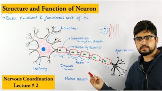 Neuron How nervous system works [upl. by Cusick]