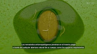 Nematodos entomopatógenos así matan a las orugas [upl. by Lupee135]