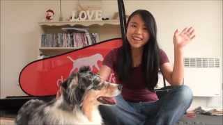 Pet Product Review 06  DogPacer Treadmill [upl. by Teragramyram]