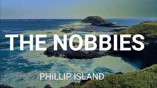 THE NOBBIES  Come Explore The Nobbies Phillip Island With Me On This Fun Walking Tour melbourne [upl. by Zoie407]