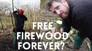 Willow Coppice For Firewood  Short Rotation Firewood [upl. by Ailemac201]