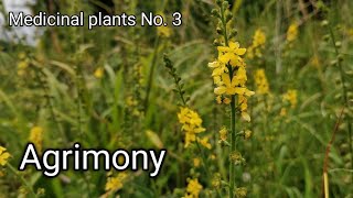 Agrimony Agrimonia eupatoria Medicinal wild plants [upl. by Blithe868]