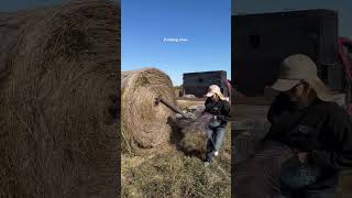 I love this set of first and second calvers agtalkwithalex cattlerancher rancher [upl. by Aspia743]