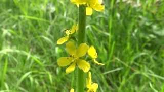 Common agrimony Agrimonia eupatoria  20130713 [upl. by Pudens]