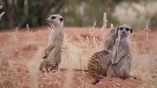 Kgalagadi Transfrontier Park Highlights [upl. by Bergeron]