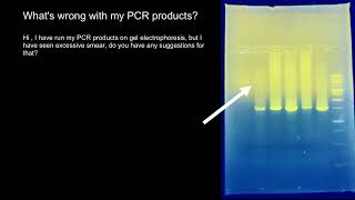 PCR and Gel Electrophoresis troubleshooting [upl. by Rizika]