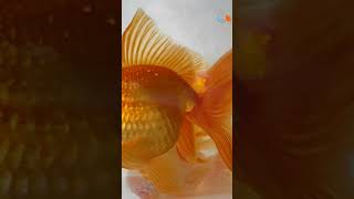 Fantail Gold fishes [upl. by Eeresed]