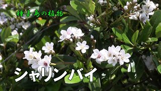 シャリンバイ 春のころ枝先に円錐花序を出し芳香性のある白い花を多数咲かせた開花風景令和4年～種子島の植物 [upl. by Andersen638]