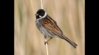 Escribano palustre Emberiza schoeniclus Canto [upl. by Nyladnek991]