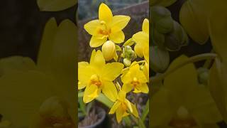 Ground orchid yelloworchidfloqerfloweringplant [upl. by Elleneg]