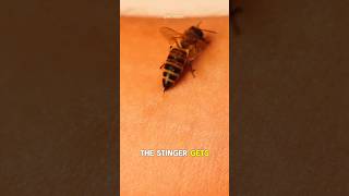 Why Honey Bees Die After Stinging – The Fascinating Truth [upl. by Cired994]