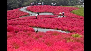 Kochia e o passeio no Hitachi Seaside Park em Ibaraki no Japão [upl. by Emilee]