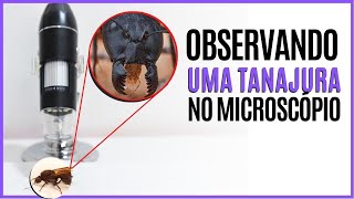 Observando Uma Formiga Tanajura no Microscópio  Vídeo Formiga Tanajura no Microscópio Digital [upl. by Lynsey]