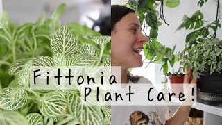 Fittonia Plant Care Tips amp Tricks  Fittonia Houseplant Care [upl. by Rea]