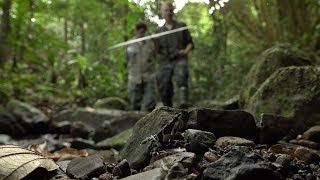 Atelopus Limosus Release Trial Panama [upl. by Sirovaj]