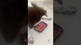 My beloved dog well behaved before get treat newvideo pets foryou cute puppy adorabledog [upl. by Torres157]