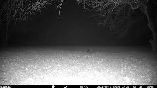 Such a fluffy raccoon roaming the night for some food trailcam2 20241019 [upl. by Zetrom]