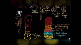 Embryogeny in Monocot Plantsbscneetmscbotany [upl. by Elaweda69]