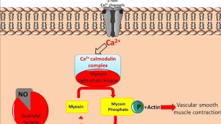 Mechanism of Glyceryl Trinitrate GTN [upl. by Cuda254]