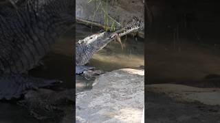 Feeding Time for Gharials Watch These Rare Crocs Snag Their Meal [upl. by Nogaem303]