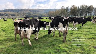 Razas de animales domésticos [upl. by Maeve]