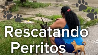 Rescatando perros callejeris con Charmimamá 🐾❤️‍🩹 [upl. by Seigler604]