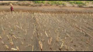 Vetiver grass slope work [upl. by Meehyr]