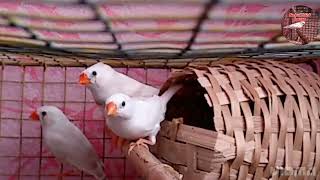 Zebra finch singing beautiful song।। zebra finchs sound [upl. by Ahsinra]