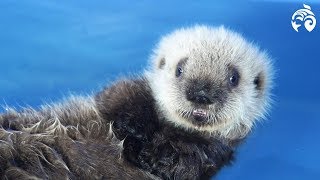 Cutest Sea Otter Pup  Meet Hardy  Vancouver Aquarium [upl. by Hiroko]