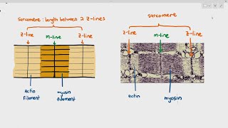 1516 Myofibril Structure Cambridge AS A Level Biology 9700 [upl. by Nyrahtak]