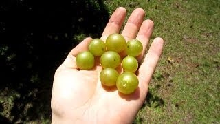 How to root a Muscadine Vine  How to grow Scuppernong Vine [upl. by Anyrtak]