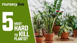 Indoor Plants  Ep 5  5 Most Hard To Kill Plants  nurserylive [upl. by Aribold]